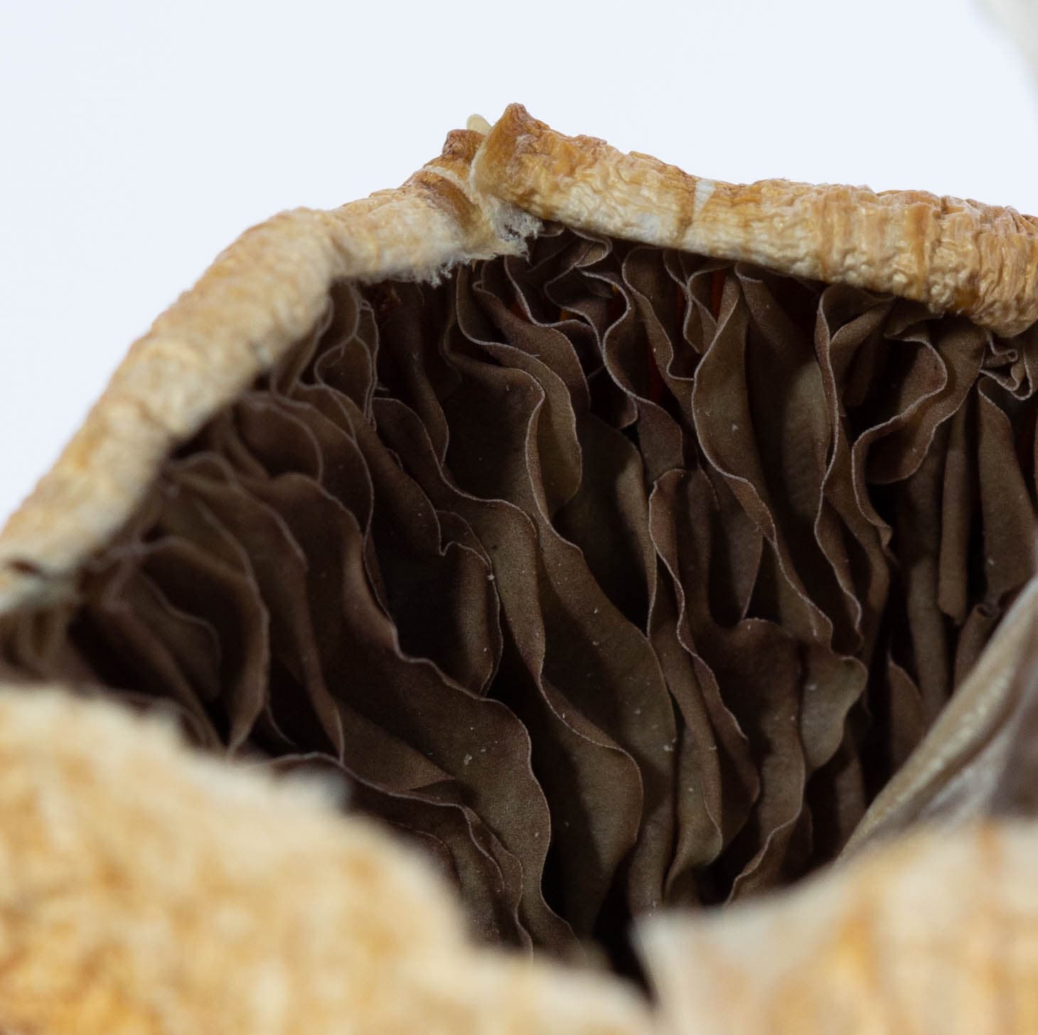 zed dried mushroom